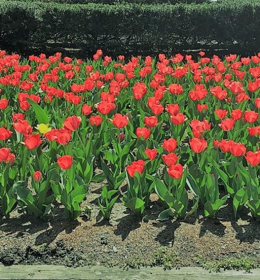 May sprouts awareness